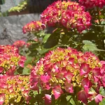 Ortensia - Perfect For Couple And Pets Varenna